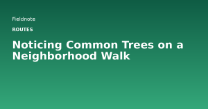 Read more about the article Noticing Common Trees on a Neighborhood Walk