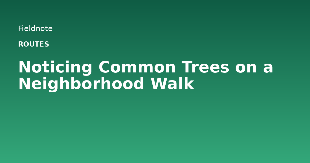 Read more about the article Noticing Common Trees on a Neighborhood Walk